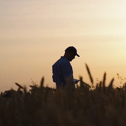 Silhueta de um agrônomo de boné em meio a uma plantação de trigo, com o céu ao fundo em tons de pôr do sol.