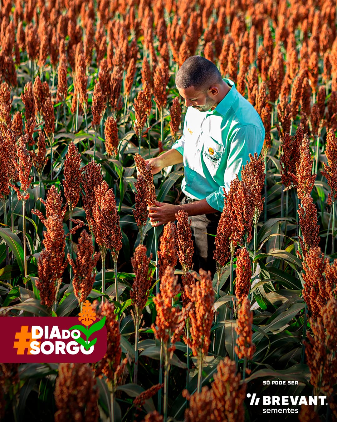 Peça da campanha '#DiaDoSargo' da Brevant Sementes, na qual um homem analisa as plantas em uma grande plantação de sorgo.