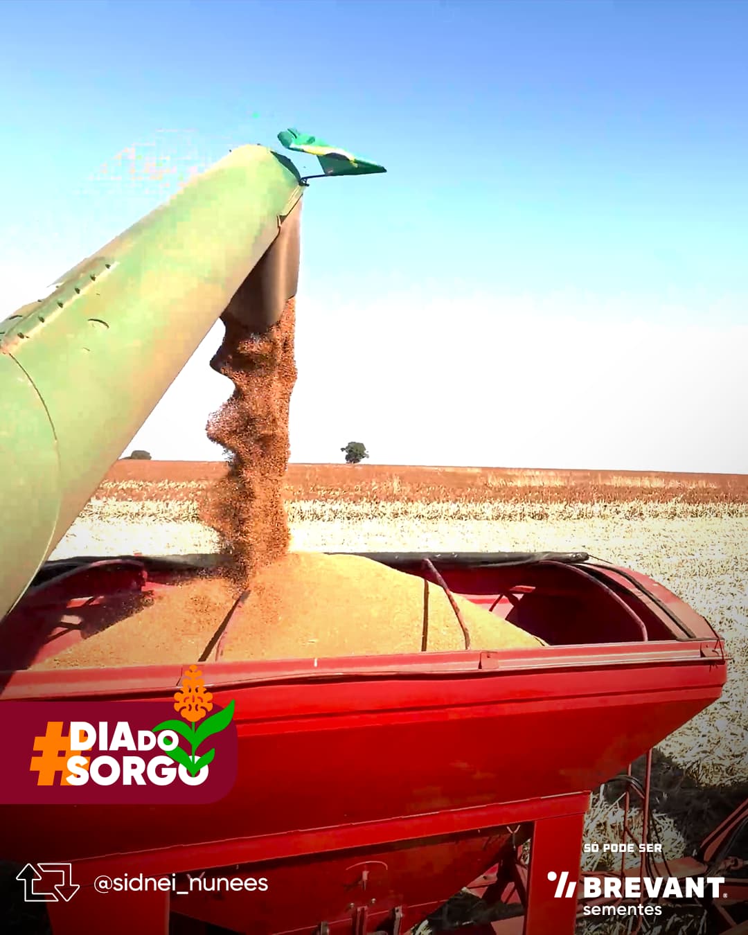Peça da Brevant Sementes para o '#DiaDoSargo', com uma colheitadeira despejando grãos de sorgo em um compartimento e a menção ao perfil @sidnei_nunees.